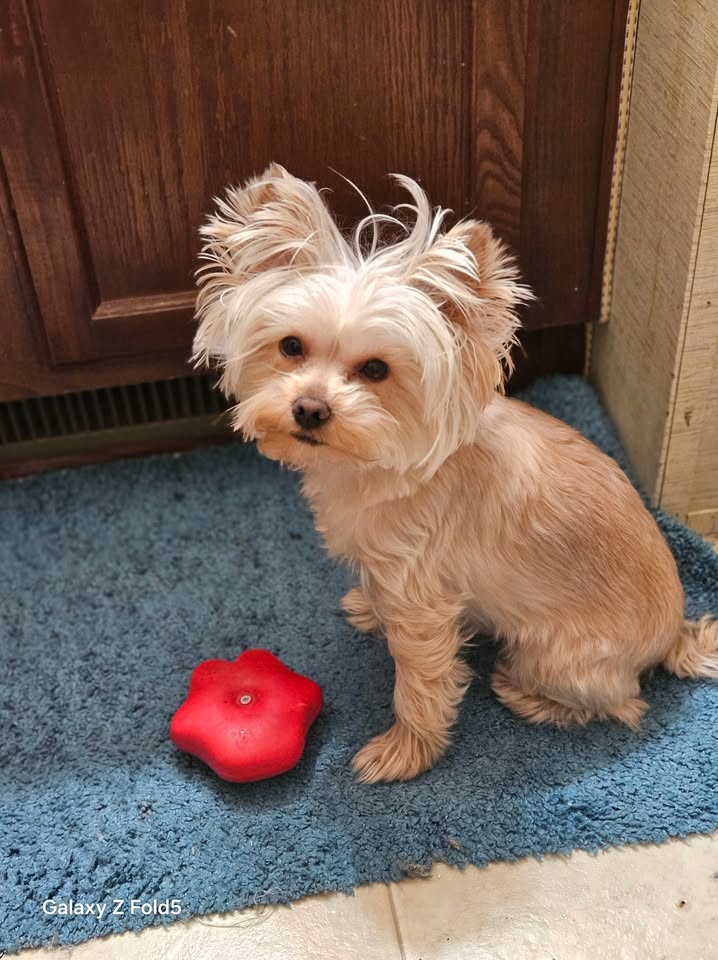 Original Bear pet photo