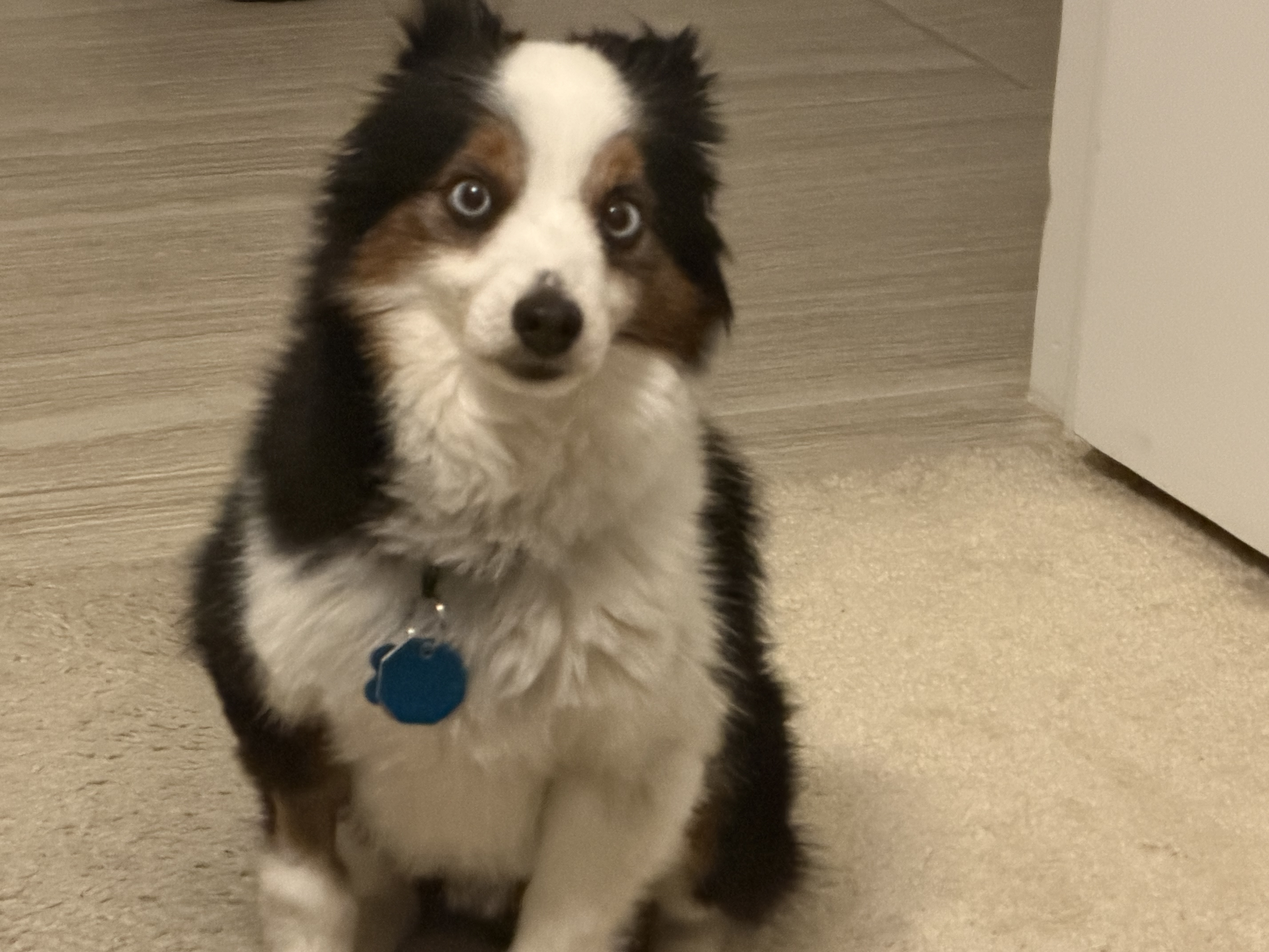 Original uploaded pet photo